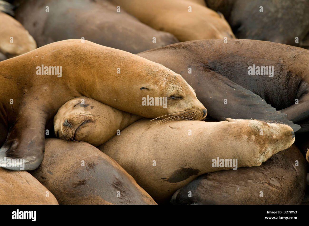 California i leoni di mare Colonia Zalophus californianus Moss Landing Monterey County CA USA , di Dominique Braud/Dembinsky Foto Assoc Foto Stock