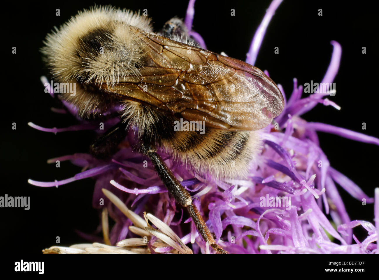 Un'ape raccoglie il polline Foto Stock