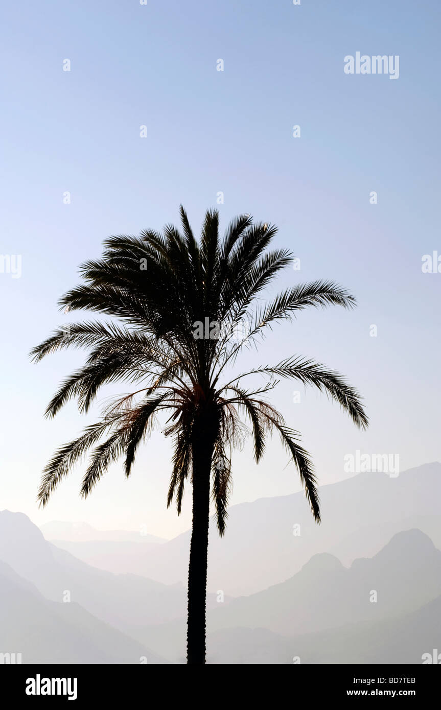 Palm Tree e montagne Foto Stock