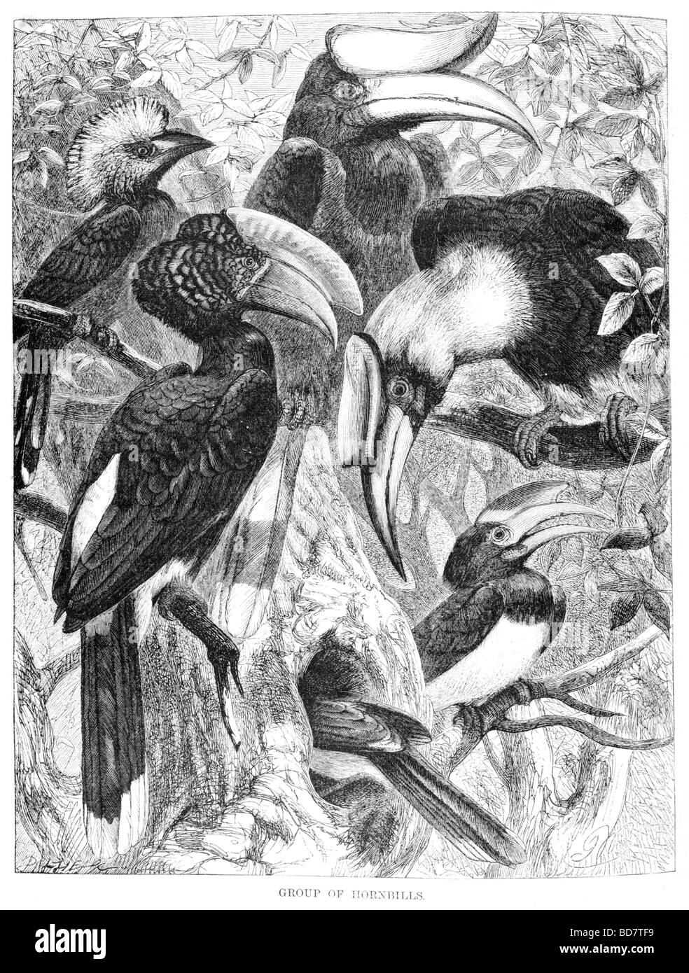 Gruppo di hornbills uccello tropicale Foto Stock