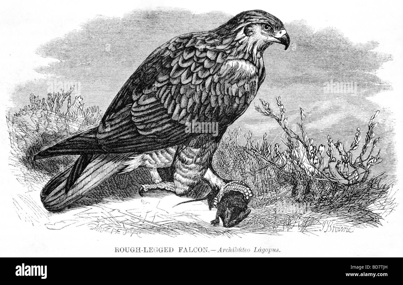 Zampe ruvida falcon archibuteo lagopus rapace Foto Stock