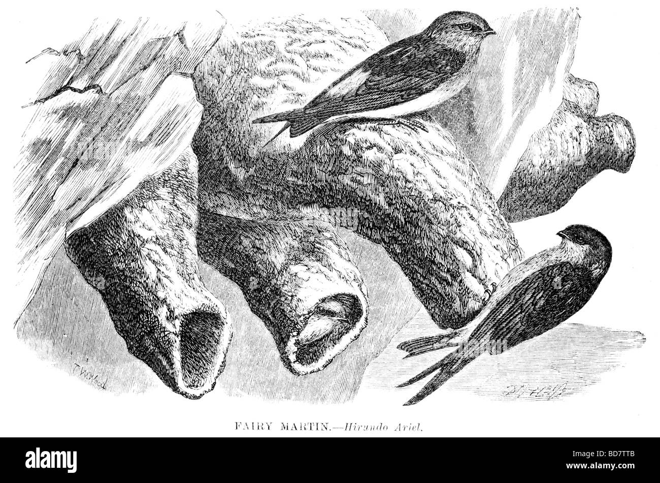 Fairy martin hirundo ariel nest colony Foto Stock