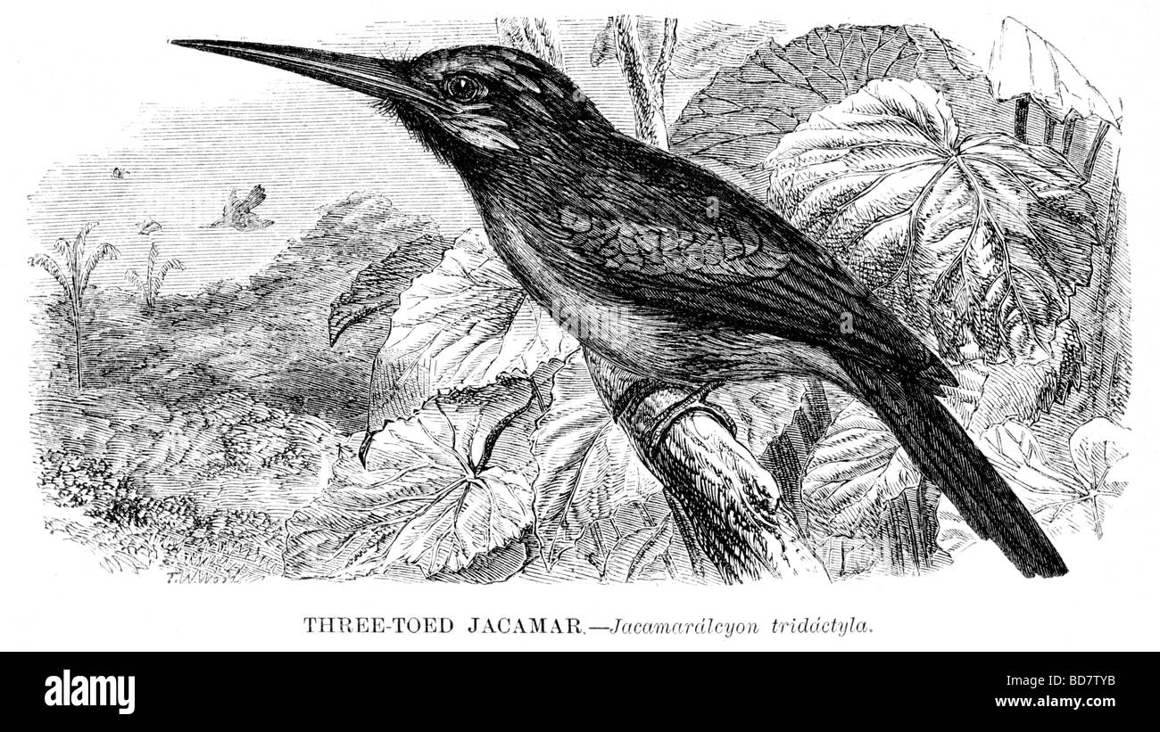 Tre toed jacamar jacamaralcyon tridactyla Foto Stock