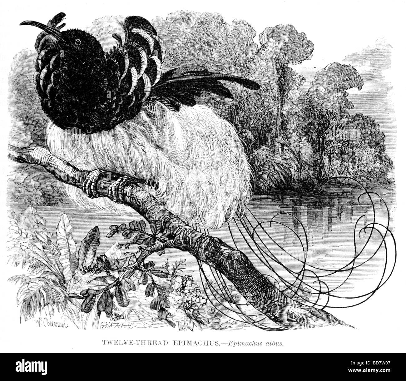 Dodici thread epimachus epimachus albus Foto Stock