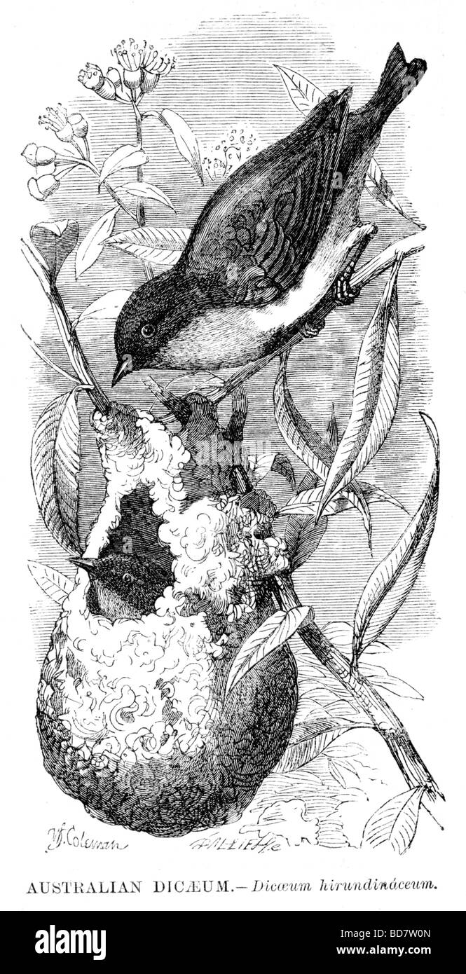 Australian dicaeum dicaeum hirundinaceum Foto Stock