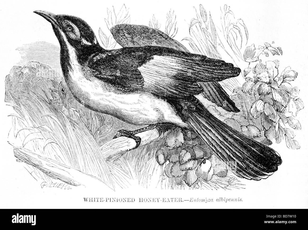 Bianco Miele maculato eater entomyza albipennis Foto Stock