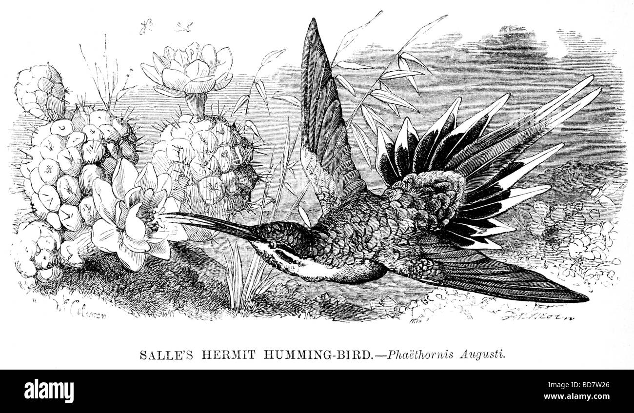 Salle s hermit ronzio uccello phaethornis augusti Foto Stock