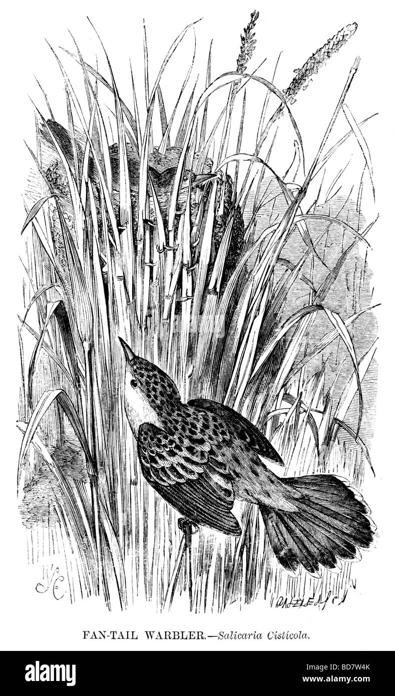 Coda della ventola trillo salicaria cisticola Foto Stock
