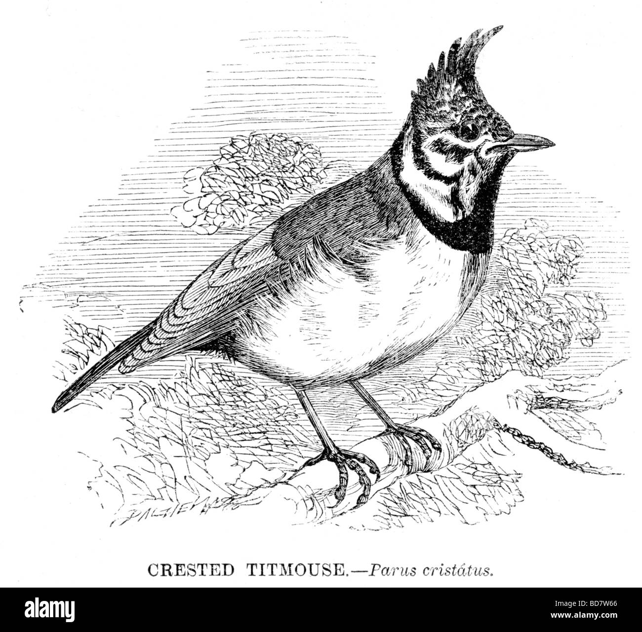 cinciallegra azzurra - 6 Parus cristatus immagini e fotografie stock ad alta risoluzione - Alamy