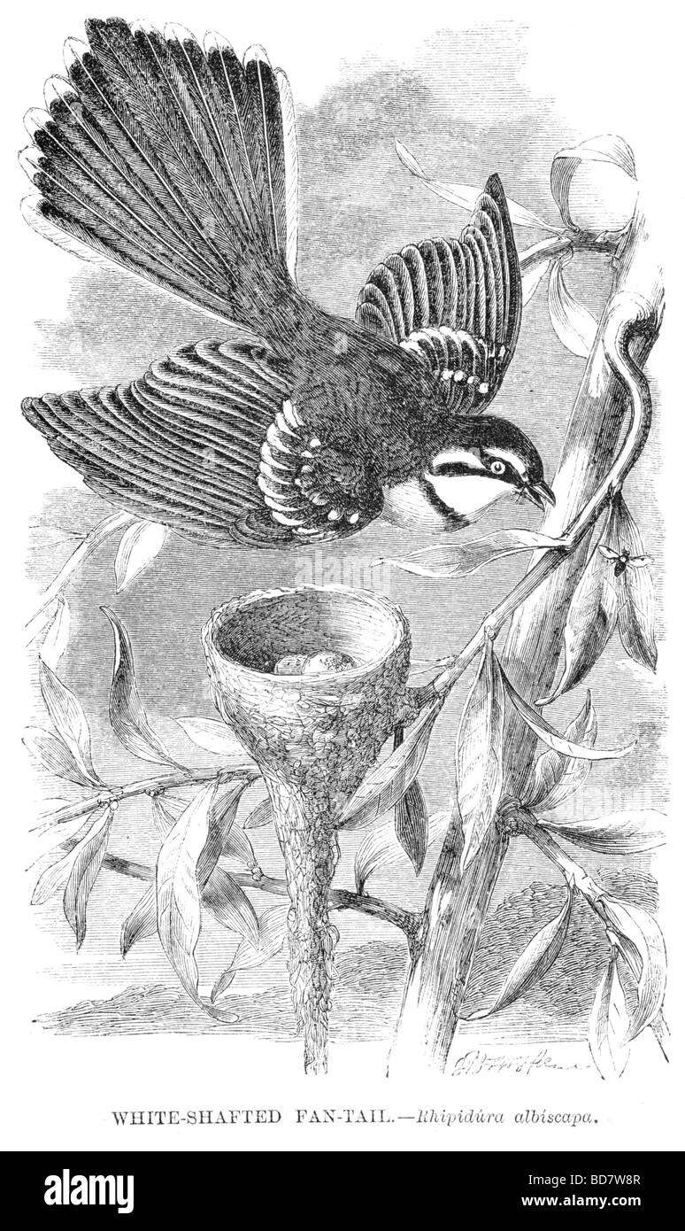 Scopare bianco Ventilatore di coda albiscapa rhipidura Foto Stock