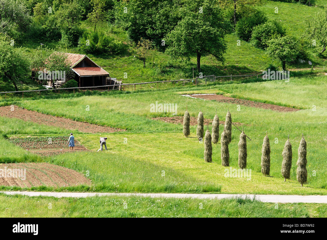 Una coppia di anziani che tendono il loro complotto e essiccazione del fieno su pali vicino a Cerknica, Notranjska, Slovenia. Foto Stock
