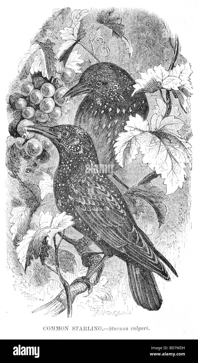 Comune di starling sturnus vulgari bird Foto Stock