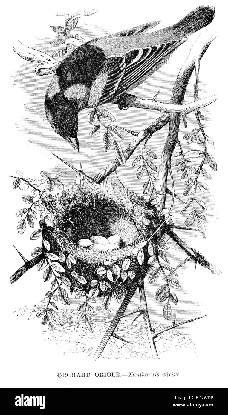 Orchard rigogolo xanthornis varius Bird Nest Foto Stock