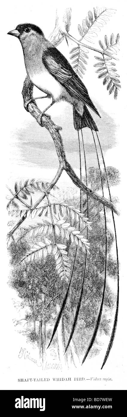 Albero whidah codato bird vidua regia Foto Stock