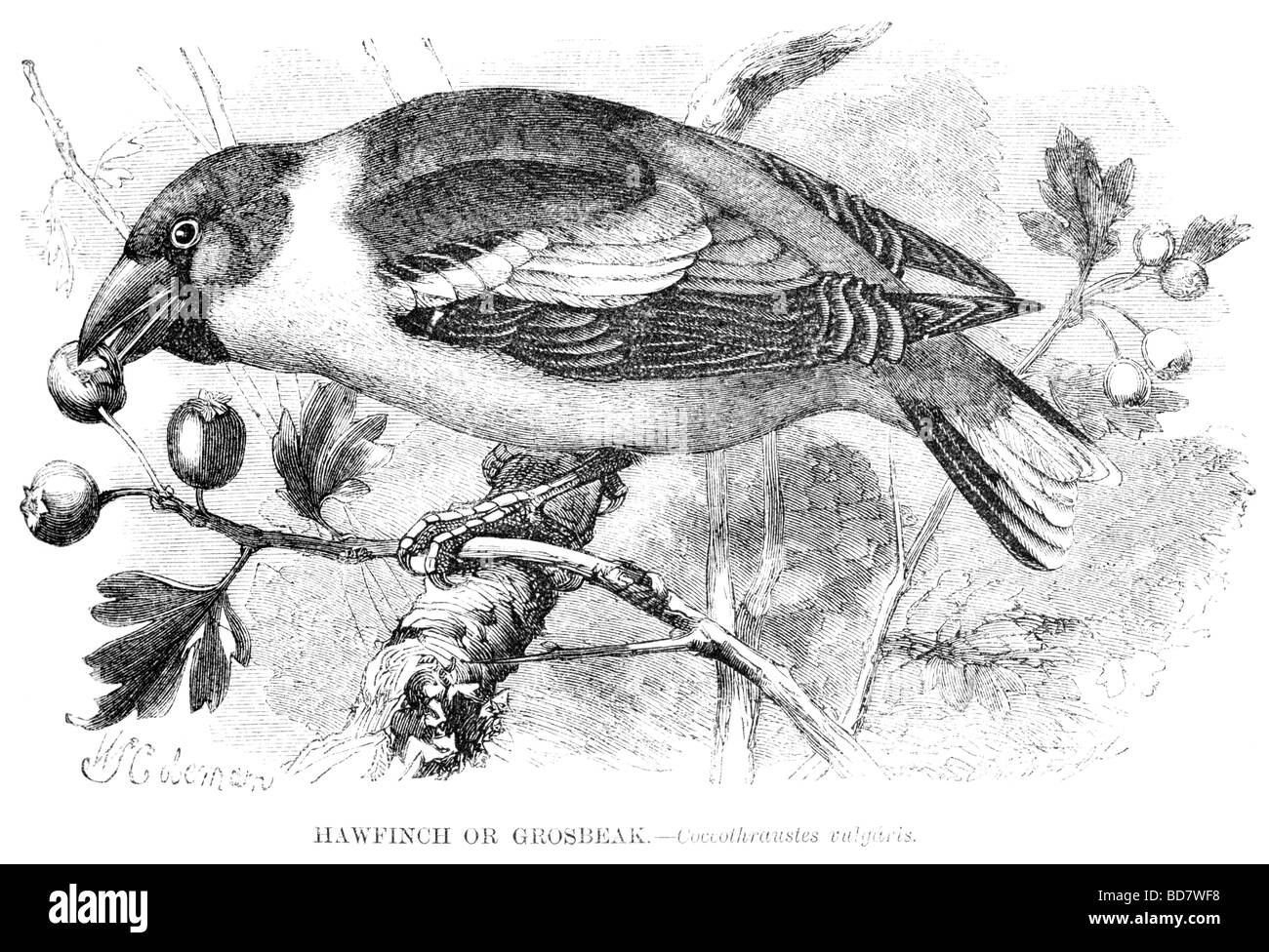 Hawfinch o grosbeak coccothraustes vulgaris Foto Stock