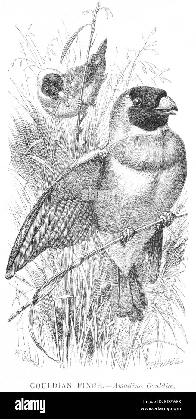 Gouldian finch amadina gouldiae Foto Stock