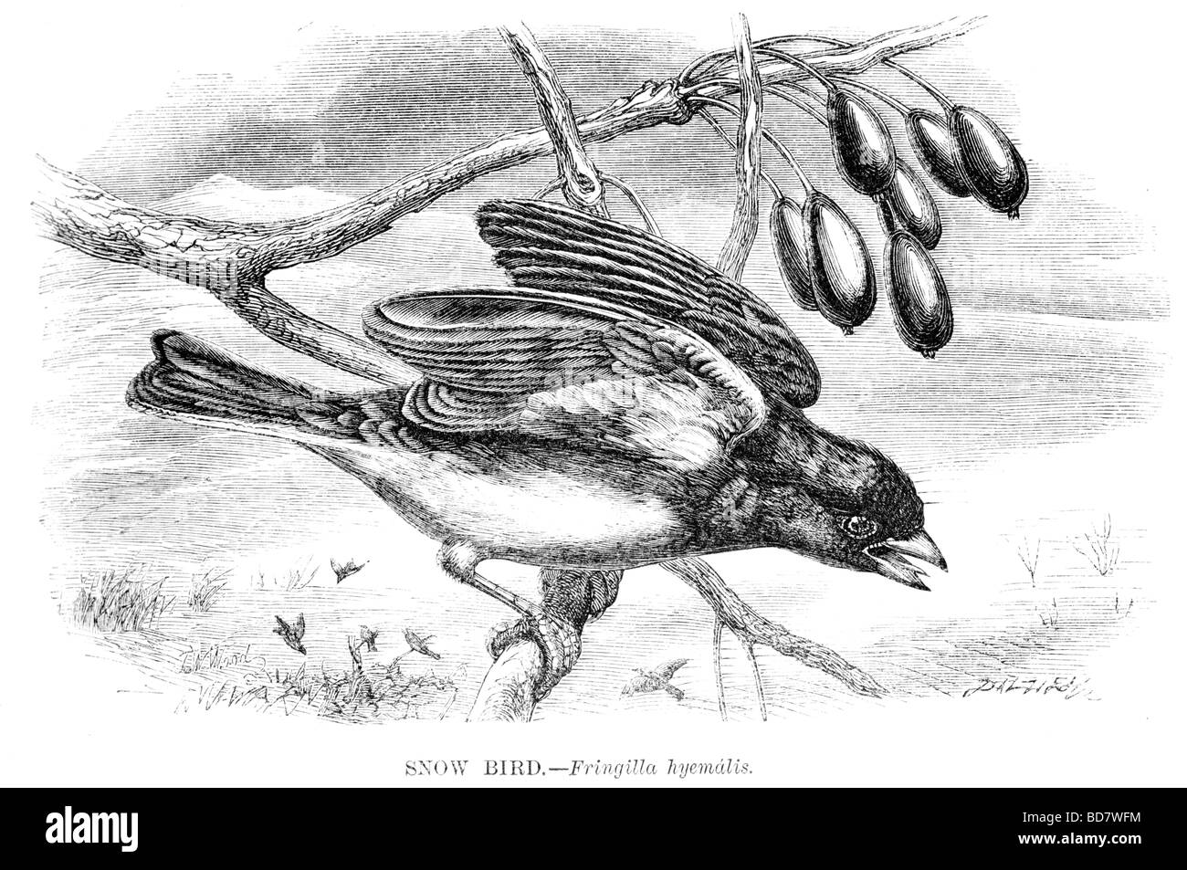 Snow bird fringilla hyemalis Foto Stock