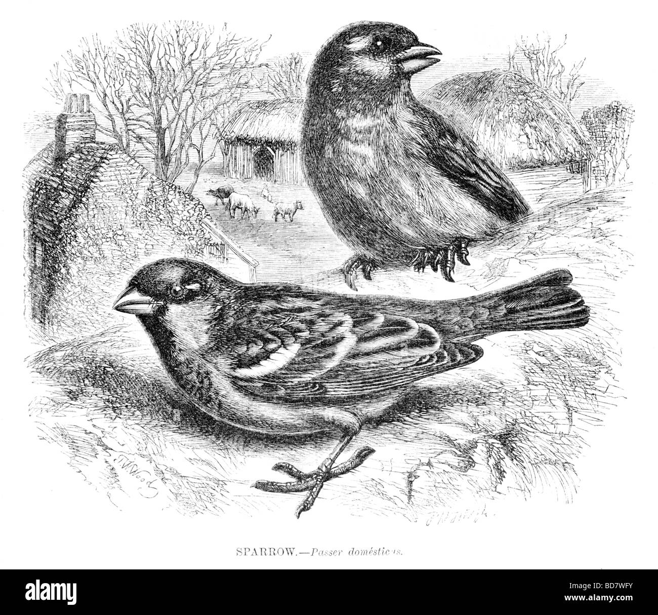 Sparrow passer domesticus Foto Stock