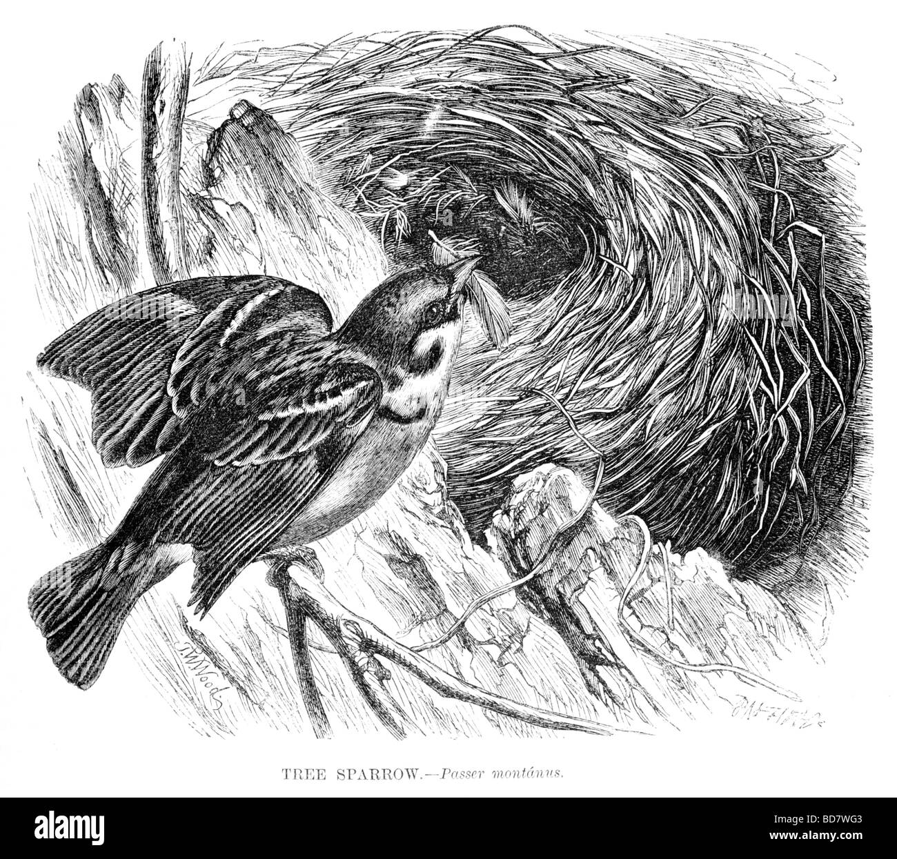 Passera mattugia Passer montanus Foto Stock