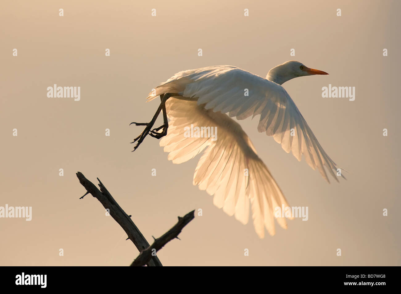 Grande airone bianco Ardea alba Kruger NP Sud Africa Foto Stock