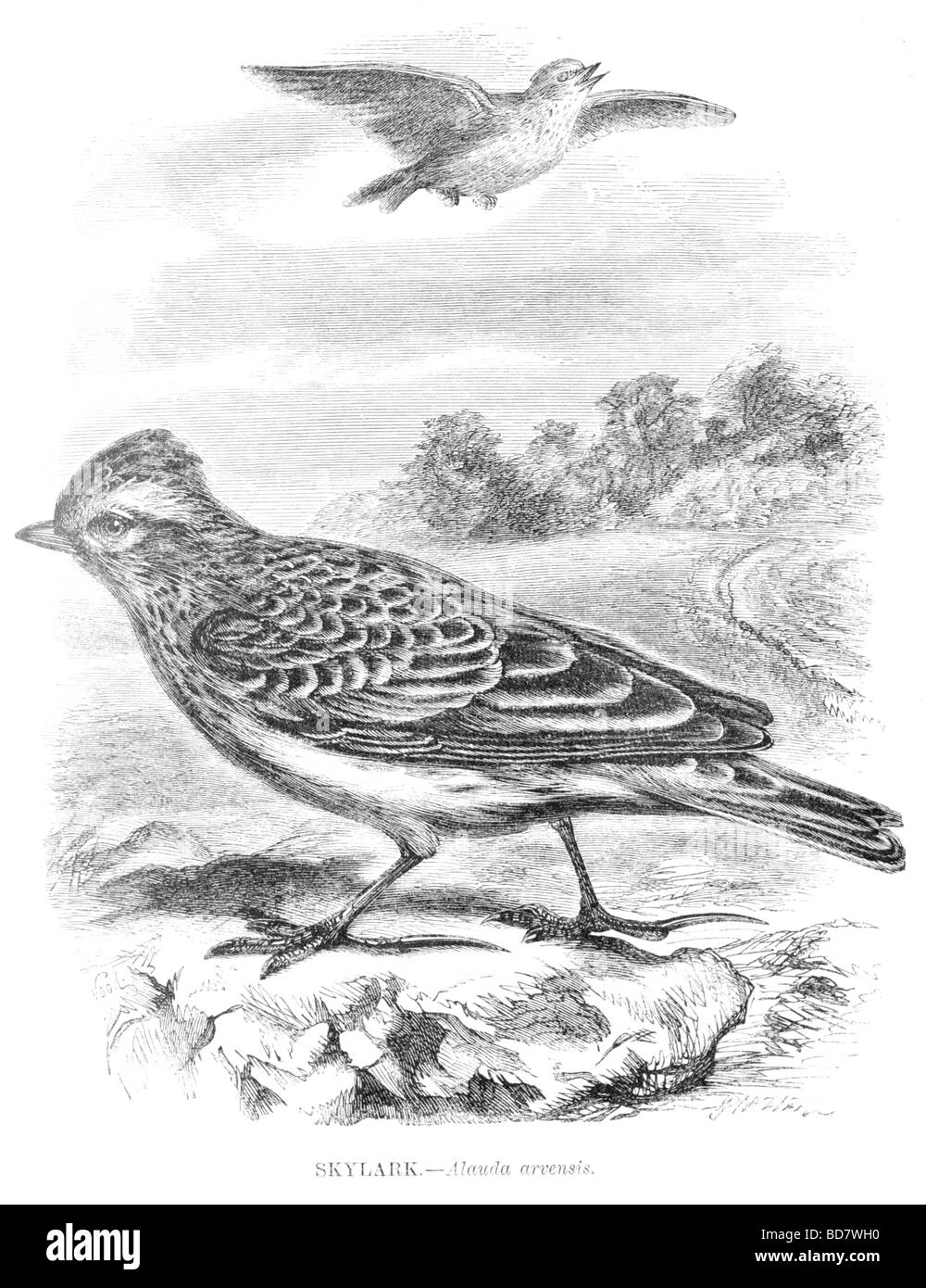 Allodola alauda arvense Foto Stock