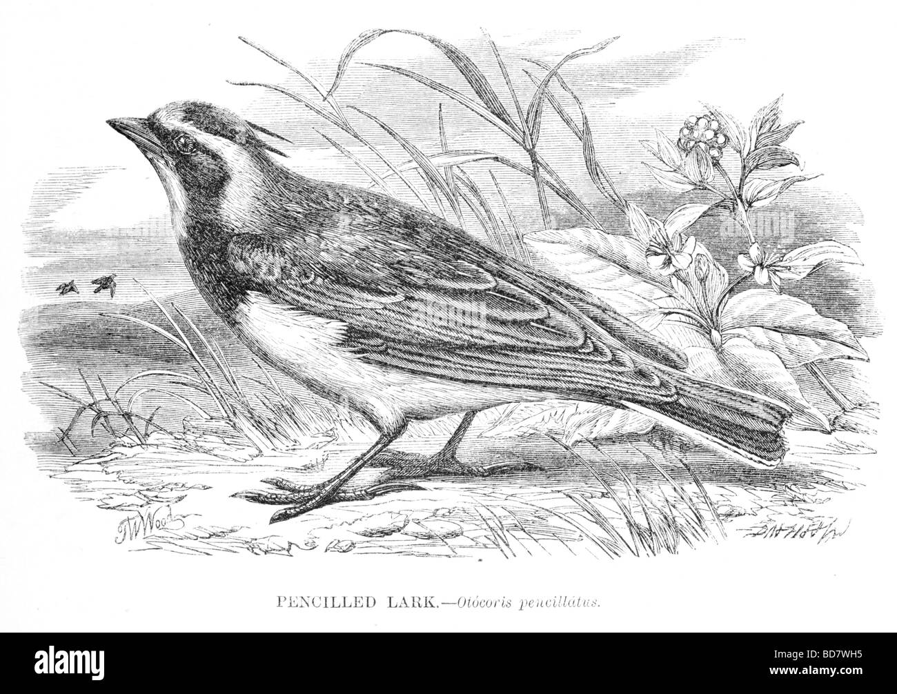 Redatti a matita lark otocoris pencillatus Foto Stock