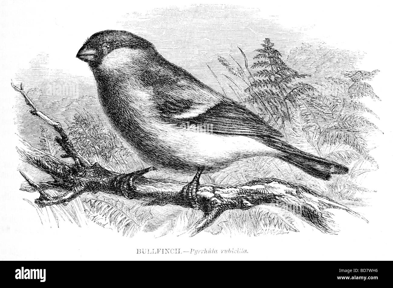Pyrrhula bullfinch rubicilla Foto Stock