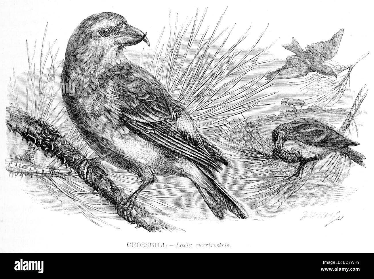 Crossbill loxia curvirostris Foto Stock