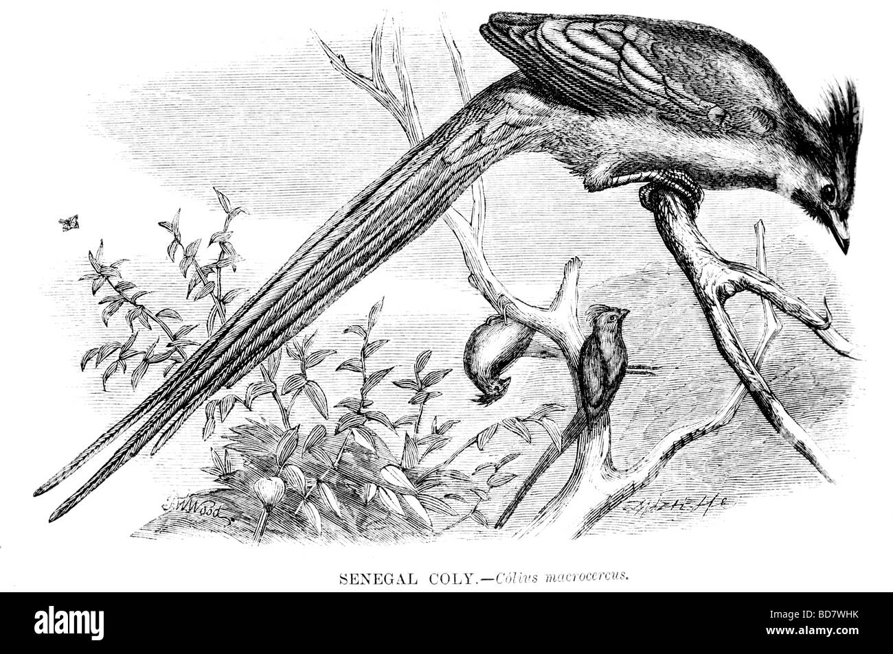 Senegal coly colius macrocercus Foto Stock