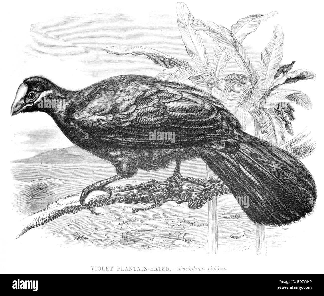 Violetta piantaggine eater musophaga violacca Foto Stock