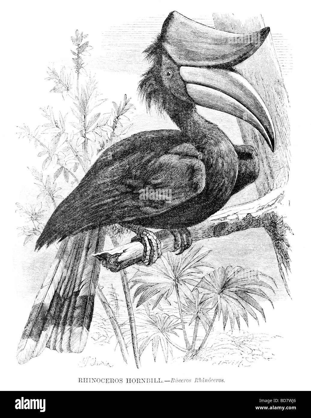 Rhinoceros hornbill buceros rhinoceros Foto Stock