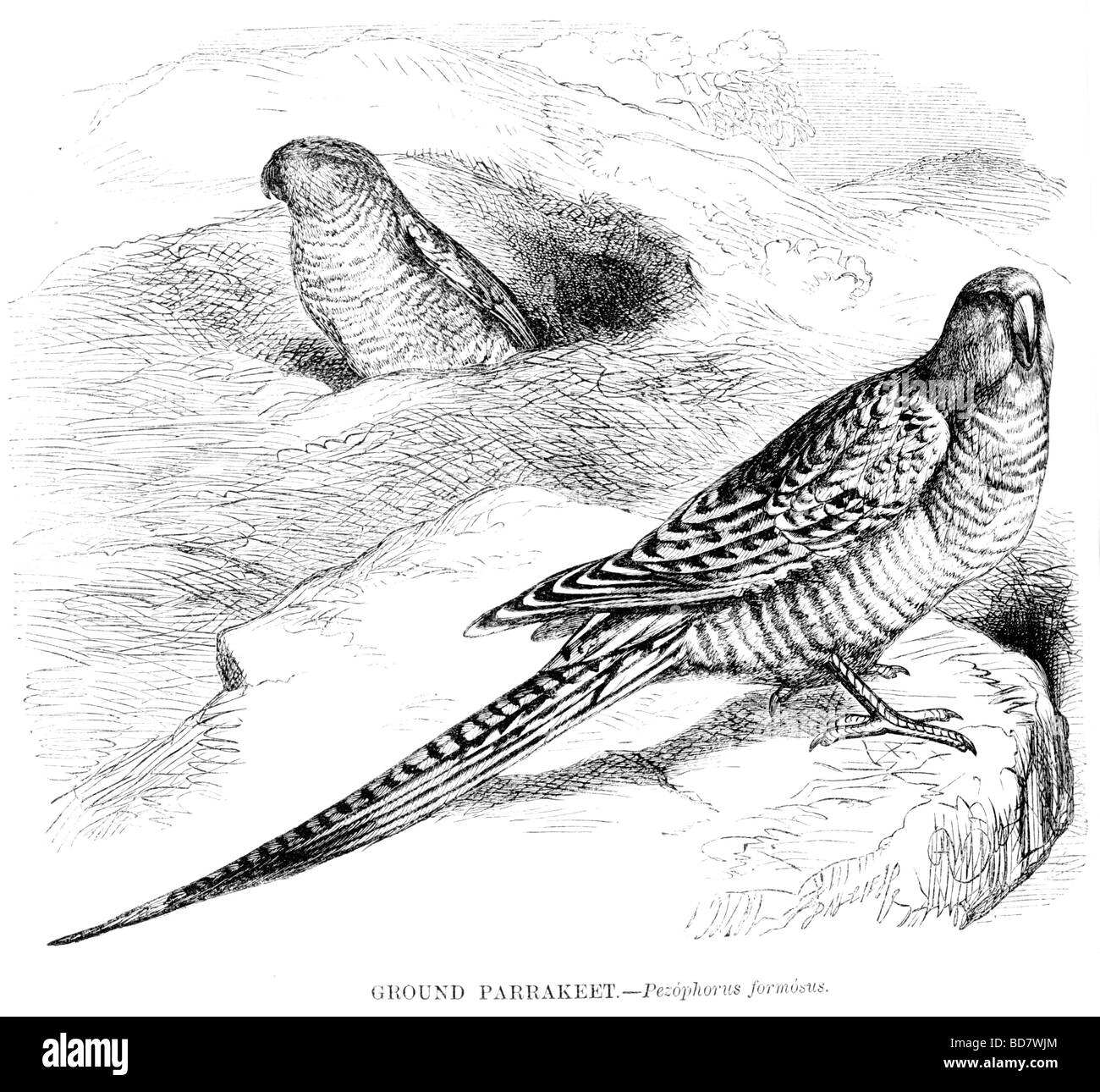 Massa pezophorus parrakeet formosus Foto Stock