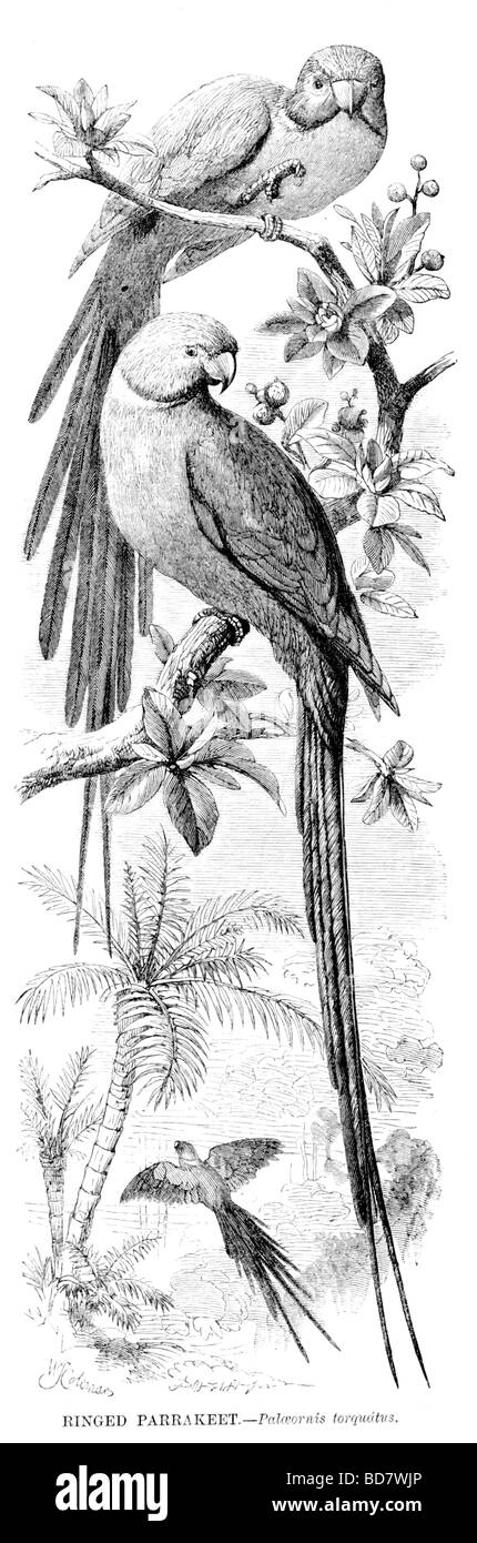 Di inanellare parrakeet palaeornis torquatus Foto Stock