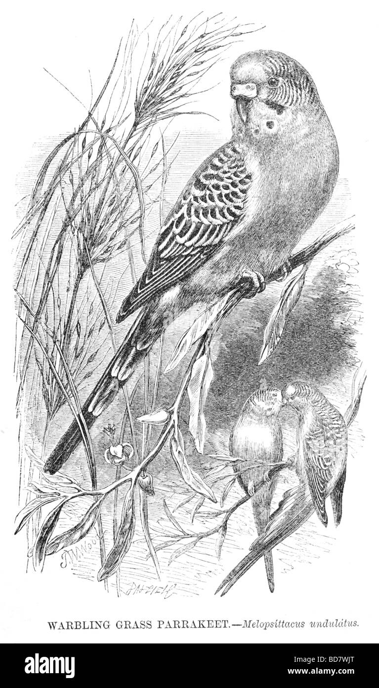 Ramage erba parrakeet melopsittacus undulatus Foto Stock