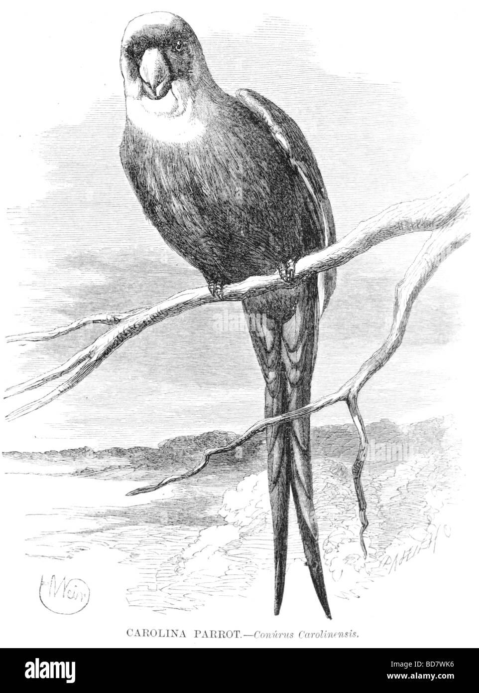 Carolina parrot conurus carolinensis Foto Stock