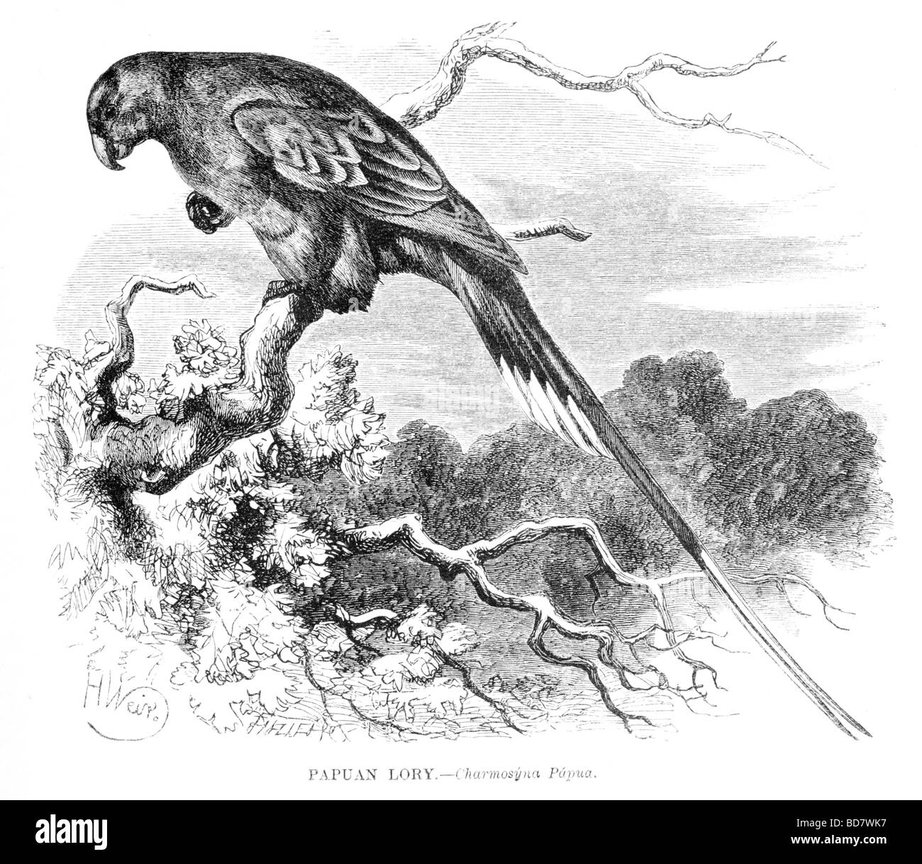 Lory papua charmosyna papua Foto Stock