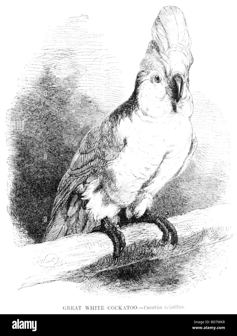 Grande bianco cacatua cacatua cristatus Foto Stock
