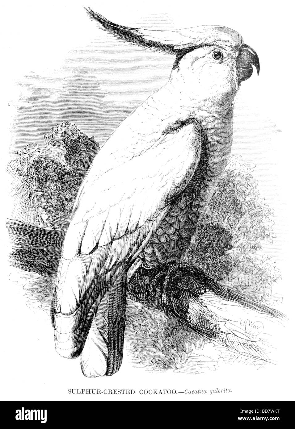 Cacatua bianco Foto e Immagini Stock in Bianco e Nero - Pagina 2 - Alamy