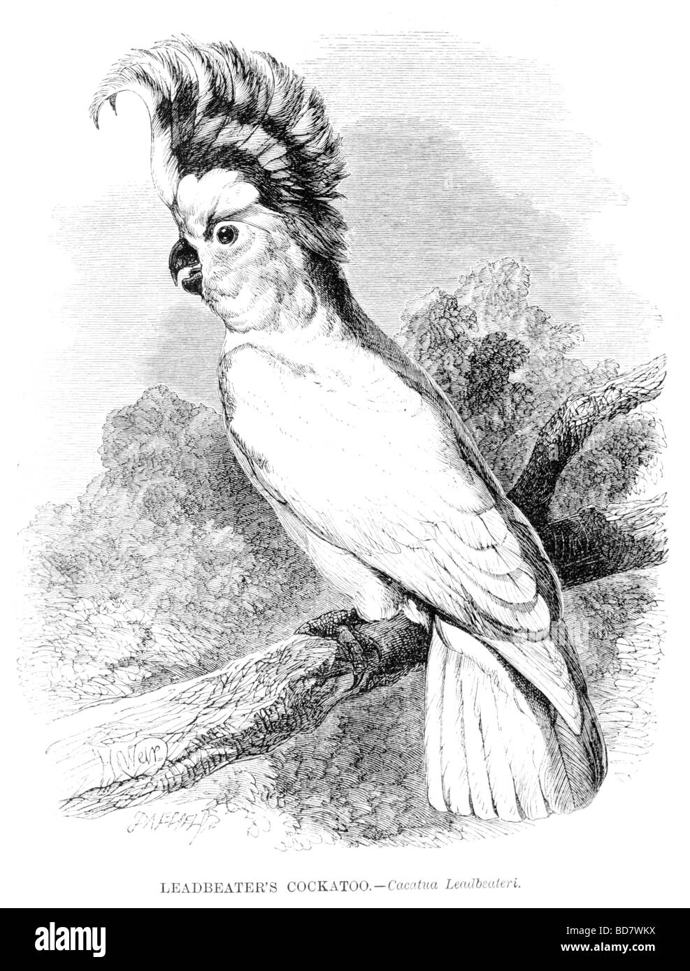 Leadbeaters cacatua cacatua leadbeateri Foto Stock