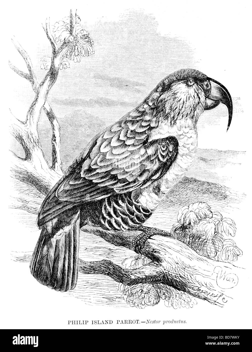 Philip Island parrot nestor productus Foto Stock