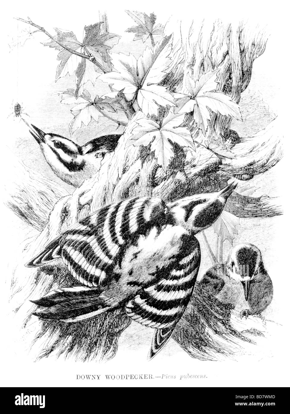 Picchio lanuginosa picus pubescens Foto Stock