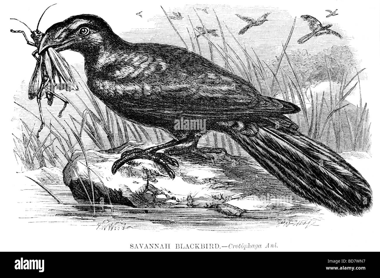 Il Savannah blackbird crotophaga ani Foto Stock
