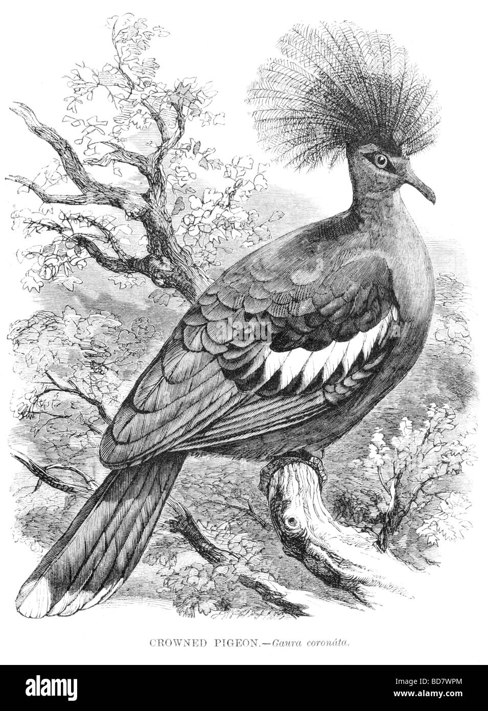 Incoronato pigeon gaura coronata Foto Stock
