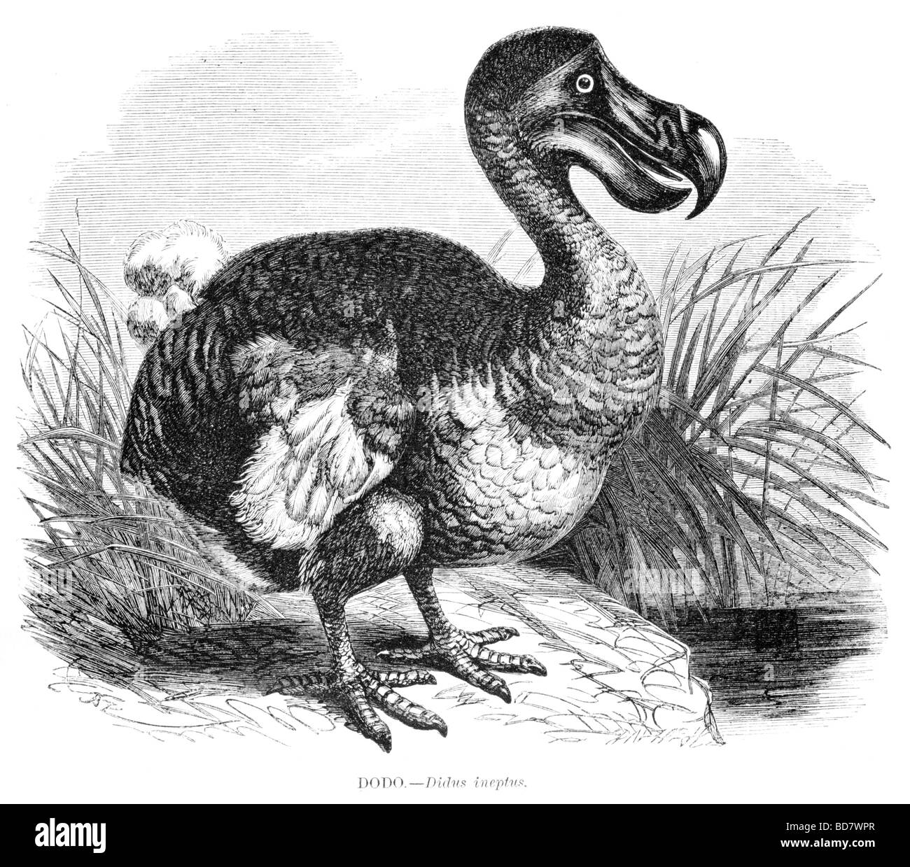 Dodo didus ineptus Foto Stock