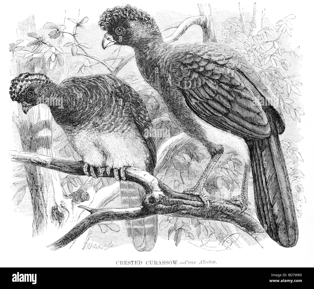 Crested curassow crax alector Foto Stock