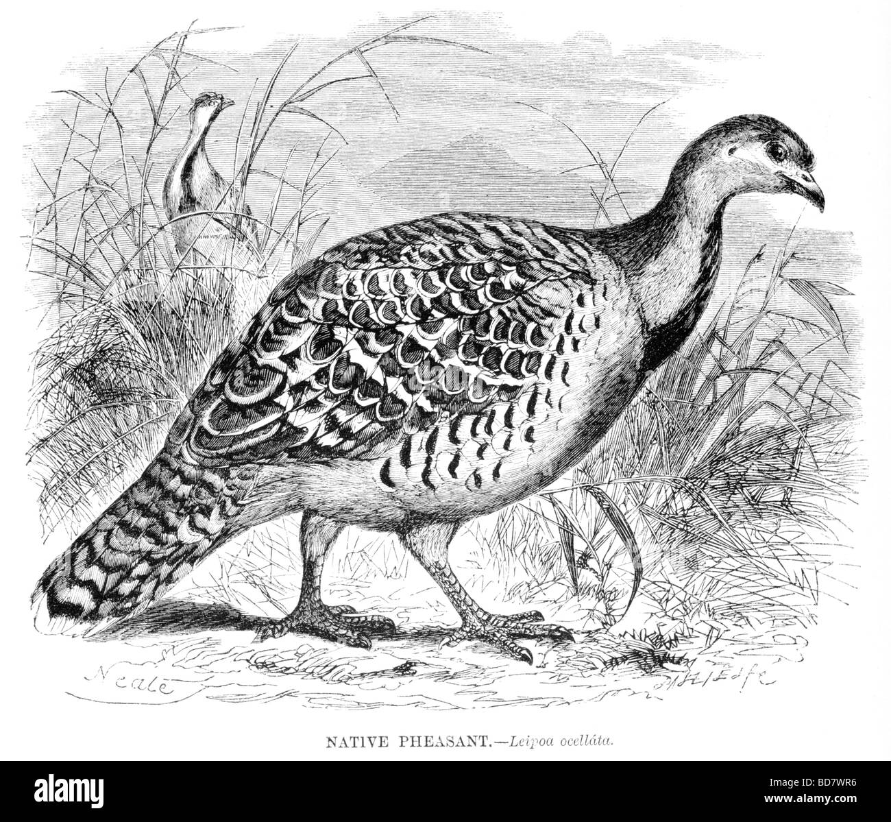 Il fagiano nativo leipoa ocellata Foto Stock
