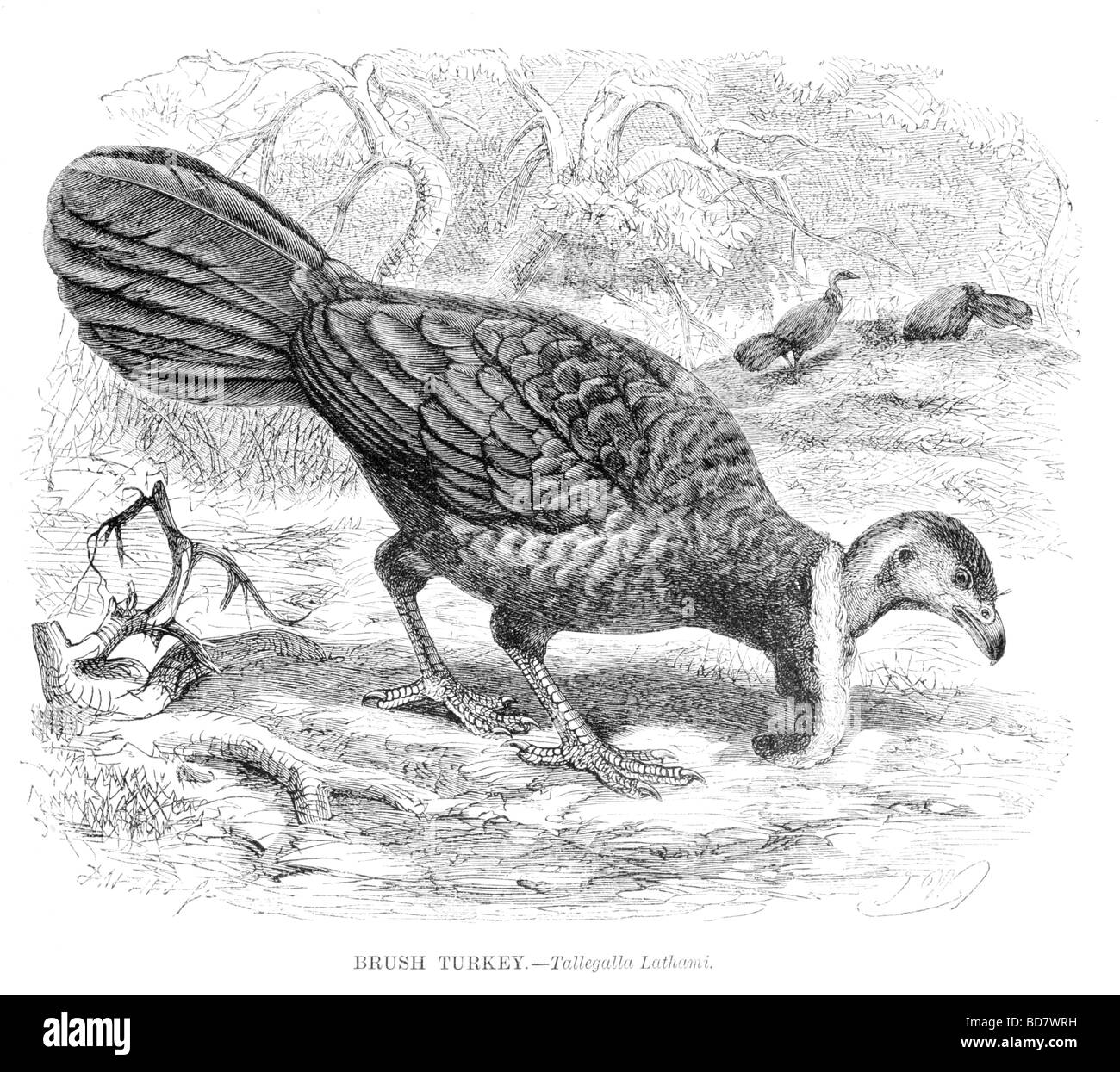 Spazzola tallegalla turchia lathami Foto Stock