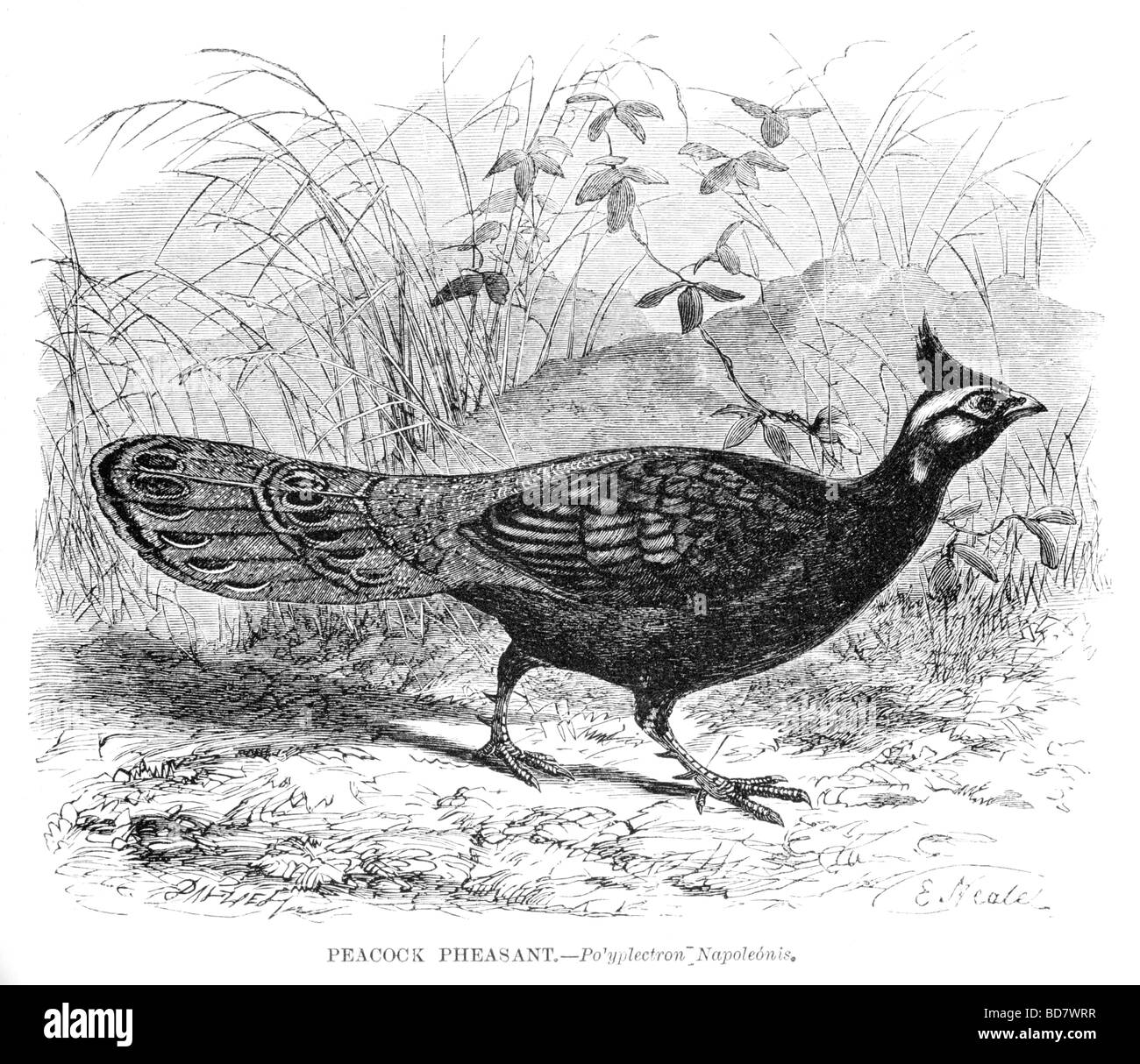 Peacock fagiano po yplectron napoleonis Foto Stock
