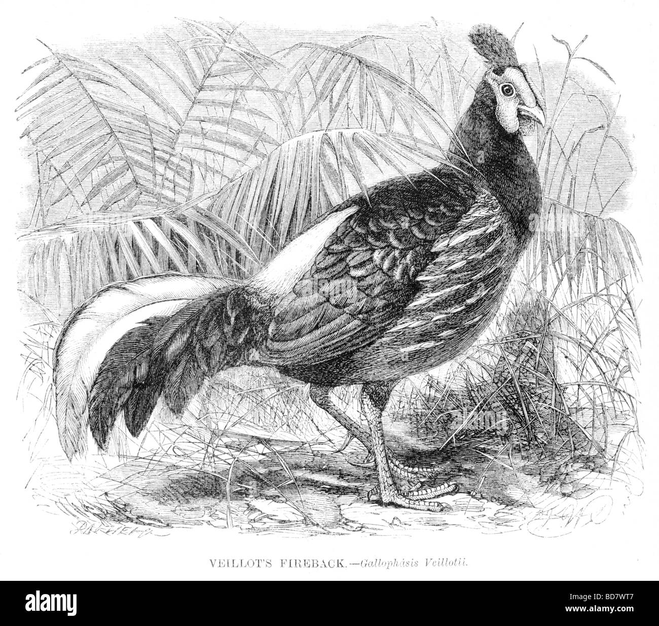 Piastra del camino veillots gallophasis veillotii Foto Stock