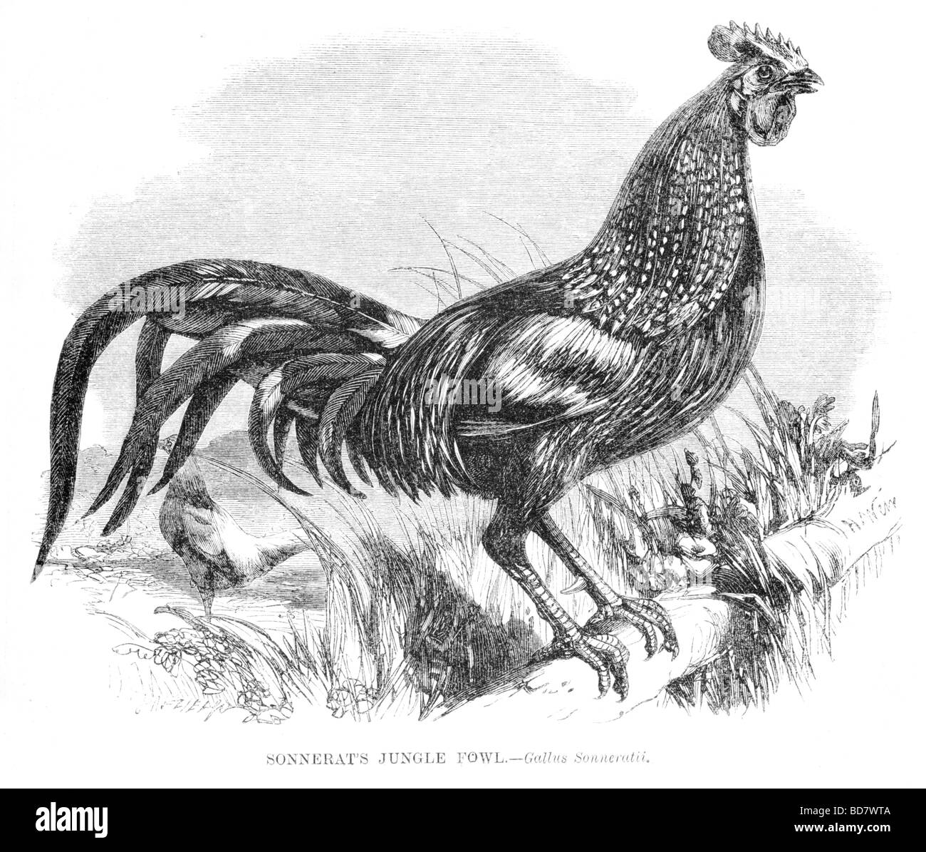 Sonnerats jungle fowl gallus sonneratii Foto Stock